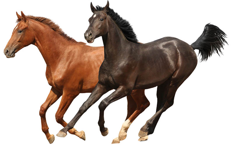 Exportação de Pedras Preciosas